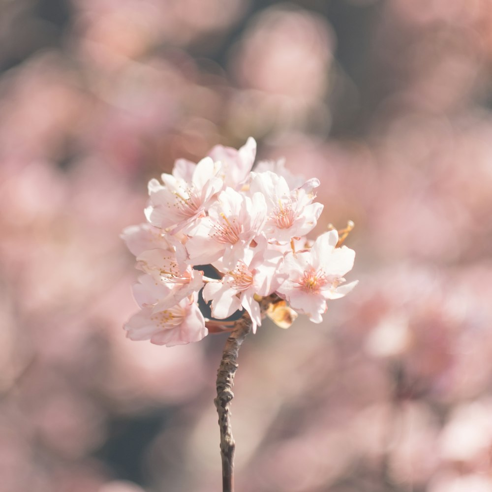 a close up of a pink flower with blurry background