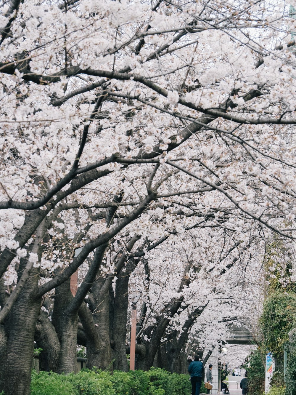 a person walking down a sidewalk under a tree filled with flowers