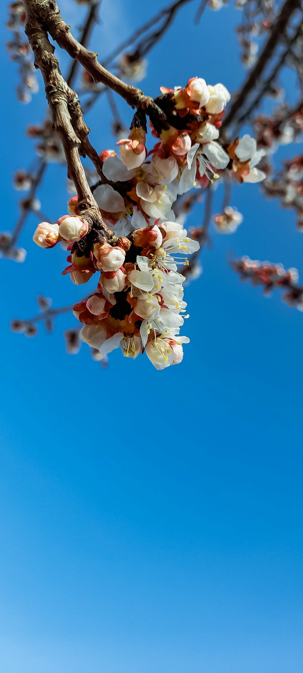 una rama de árbol con flores blancas contra un cielo azul