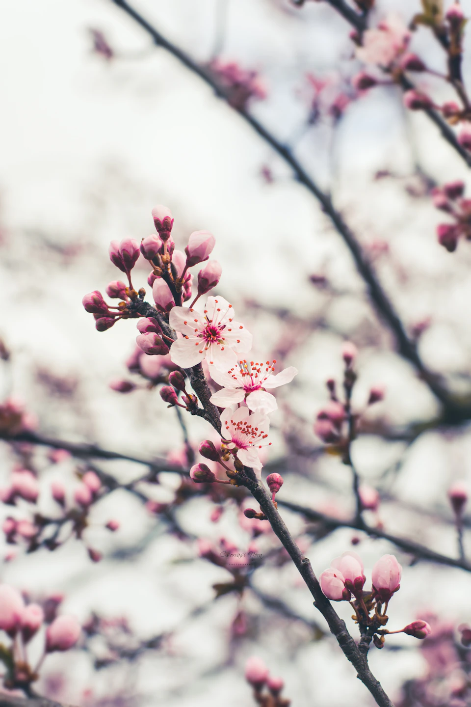 Close-up view of cherry blossom branch with delicate pink flowers in full bloom