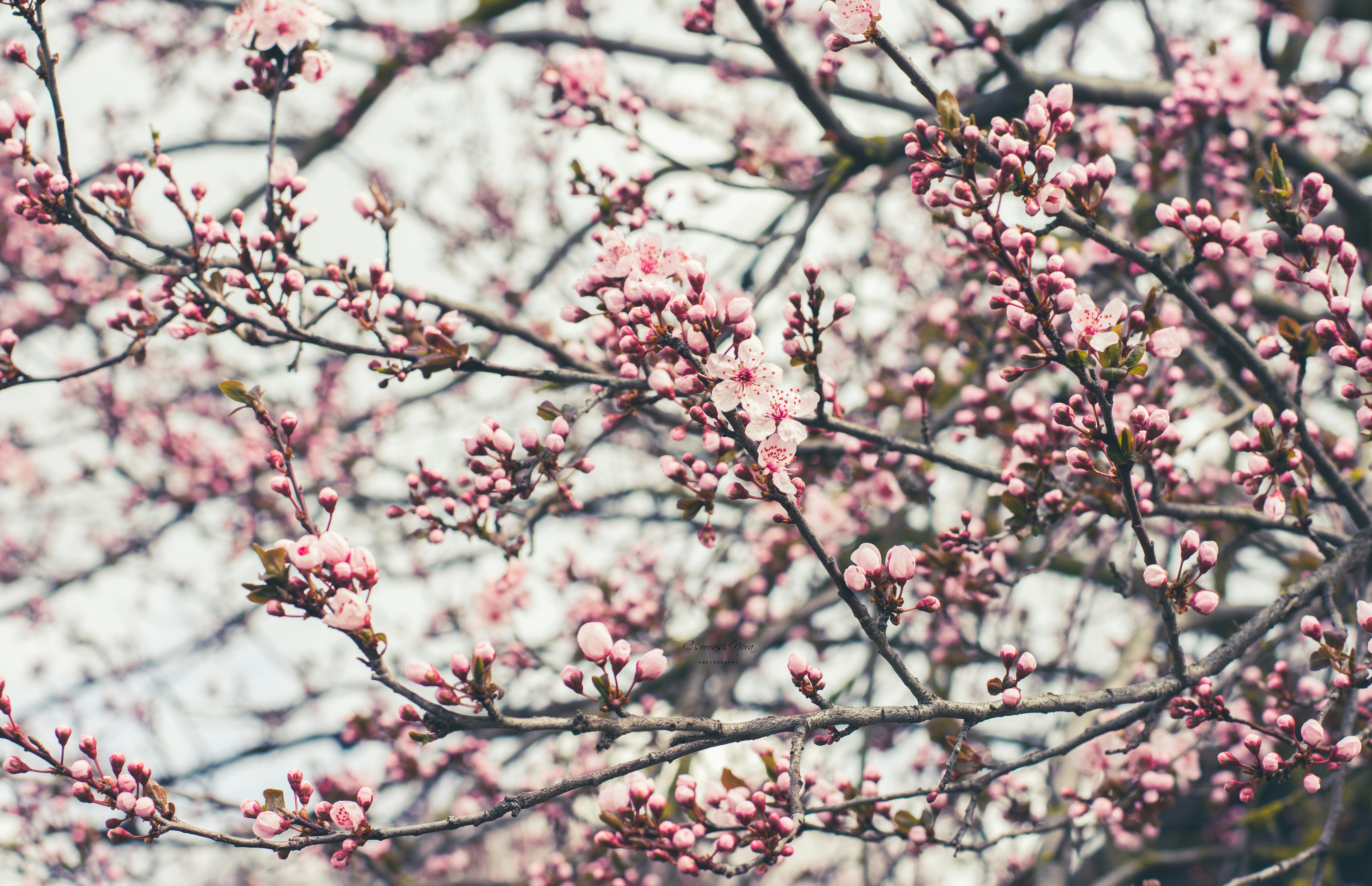 Photo by csorvasi_nori