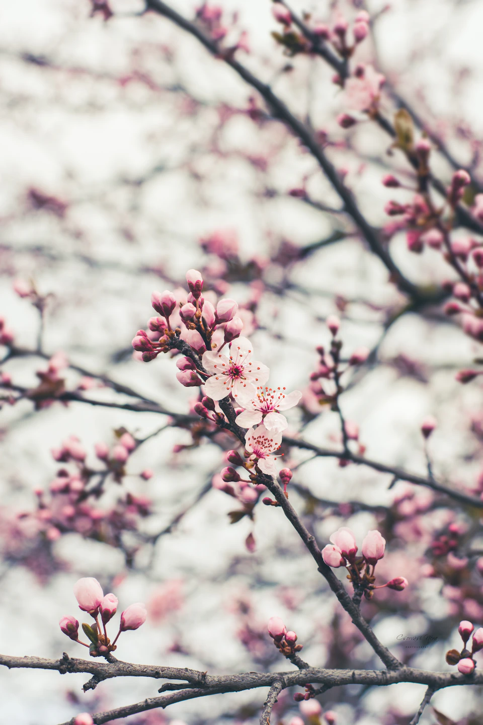 Close-up view of a cherry blossom tree branch with delicate pink flowers and buds
