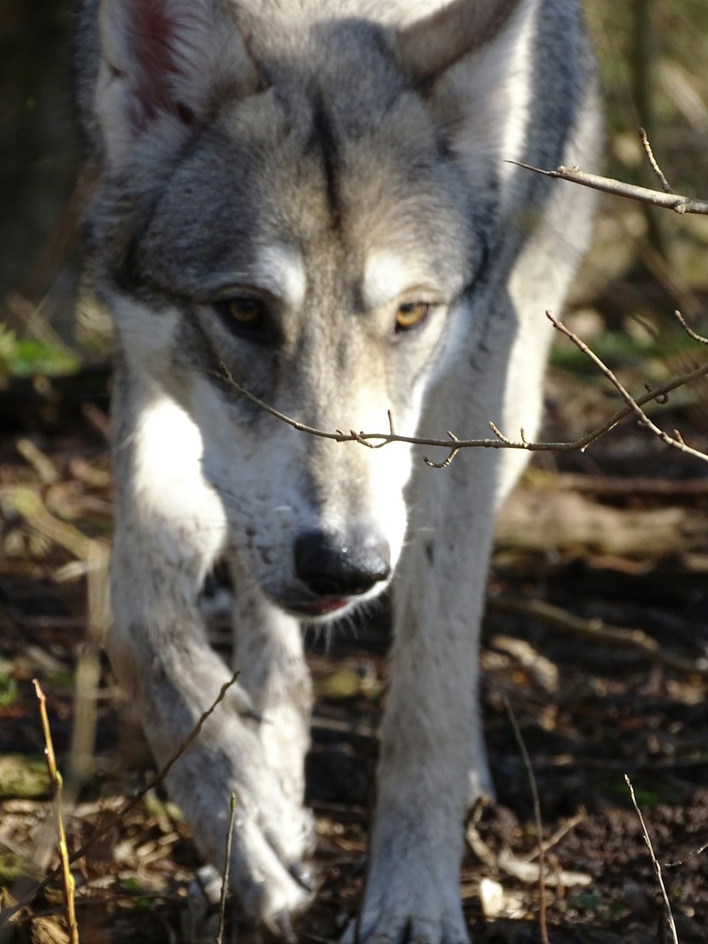 a wolf is walking through the woods with a stick in its mouth