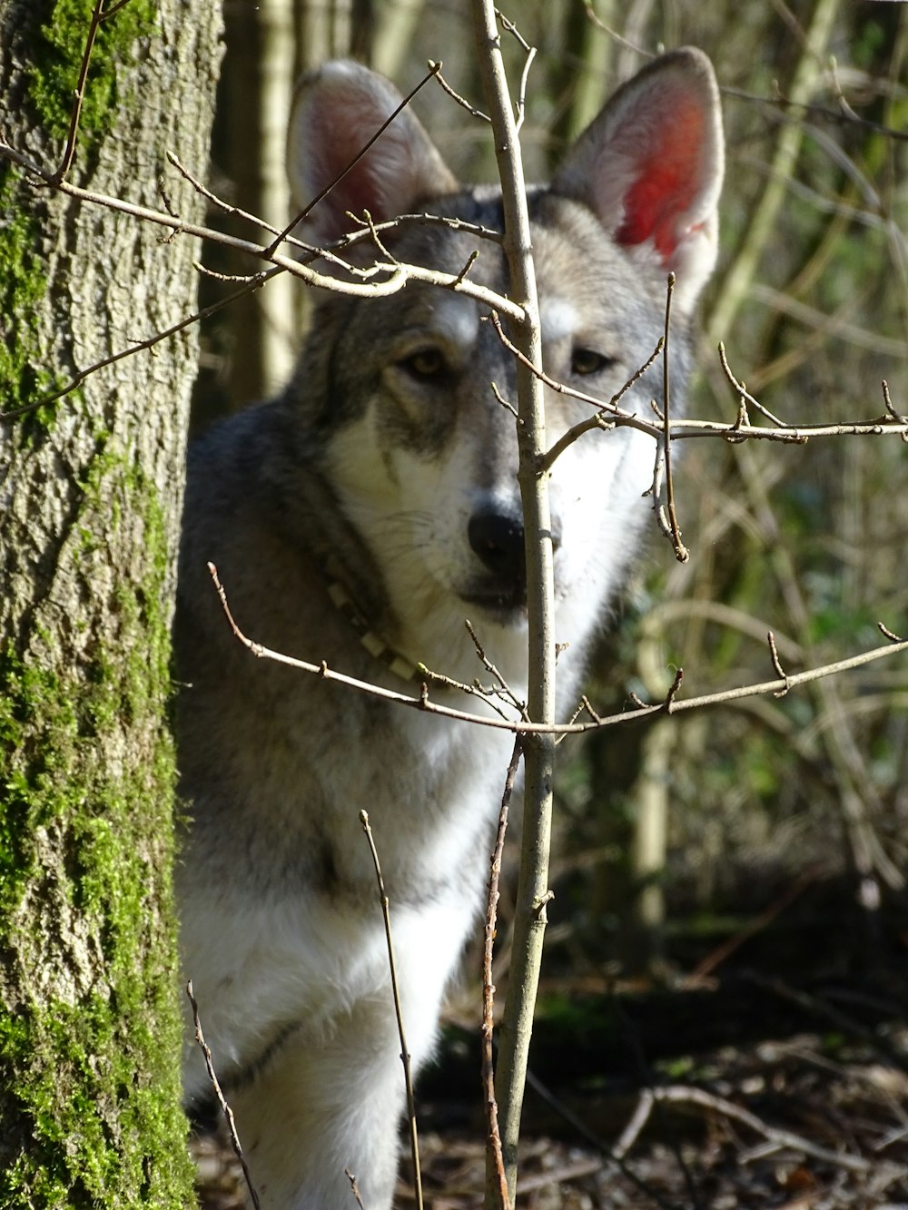 a dog standing next to a tree in a forest