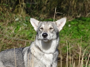 A wolf-like dog with thick fur and erect ears stands in a natural setting with tall grass and a blurred background of greenery. Its gaze is steady and focused.