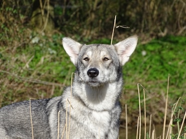 A wolf-like dog with thick fur and erect ears stands in a natural setting with tall grass and a blurred background of greenery. Its gaze is steady and focused.