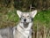 A wolf-like dog with thick fur and erect ears stands in a natural setting with tall grass and a blurred background of greenery. Its gaze is steady and focused.