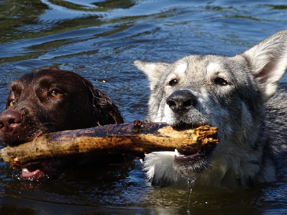 two dogs in the water with a stick in their mouth
