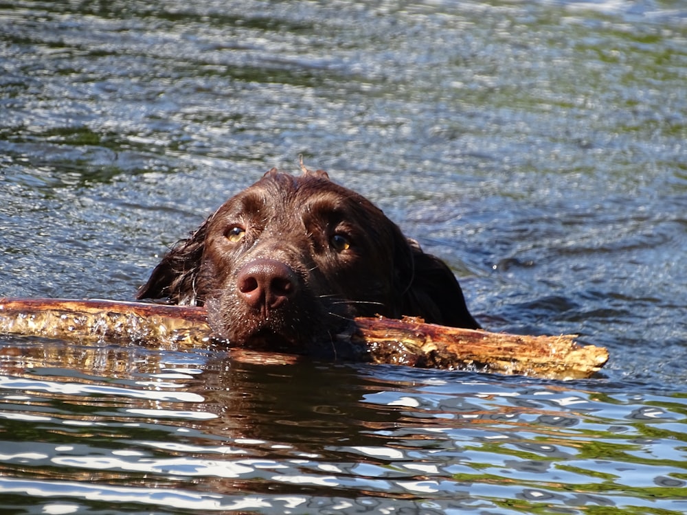 a dog is swimming in the water with a stick in it's mouth