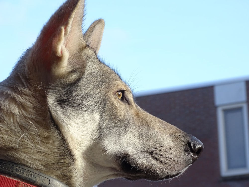 a close up of a dog with a building in the background