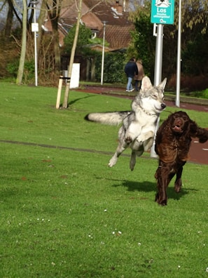 Two dogs are playfully running on a grassy field in a park. One dog is mid-air, appearing to jump next to the other dog. In the background, there are trees, a person walking, and a sign indicating a dog walking area.