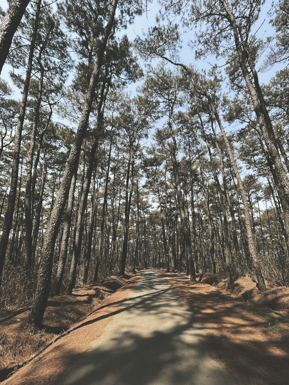a dirt road surrounded by tall pine trees