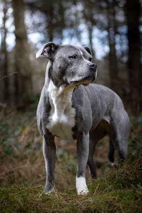 a gray and white dog standing in the woods
