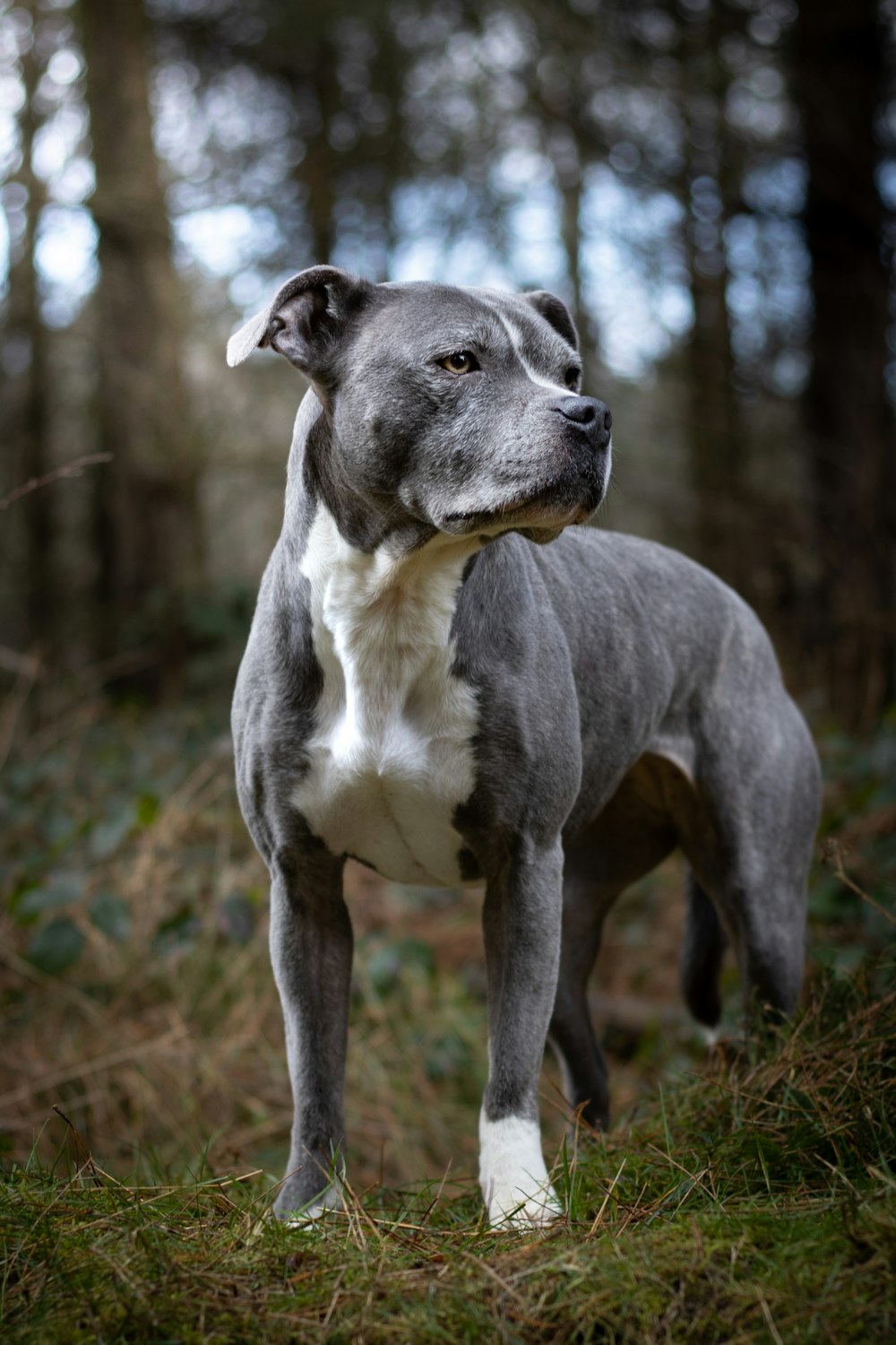 a gray and white dog standing in the woods