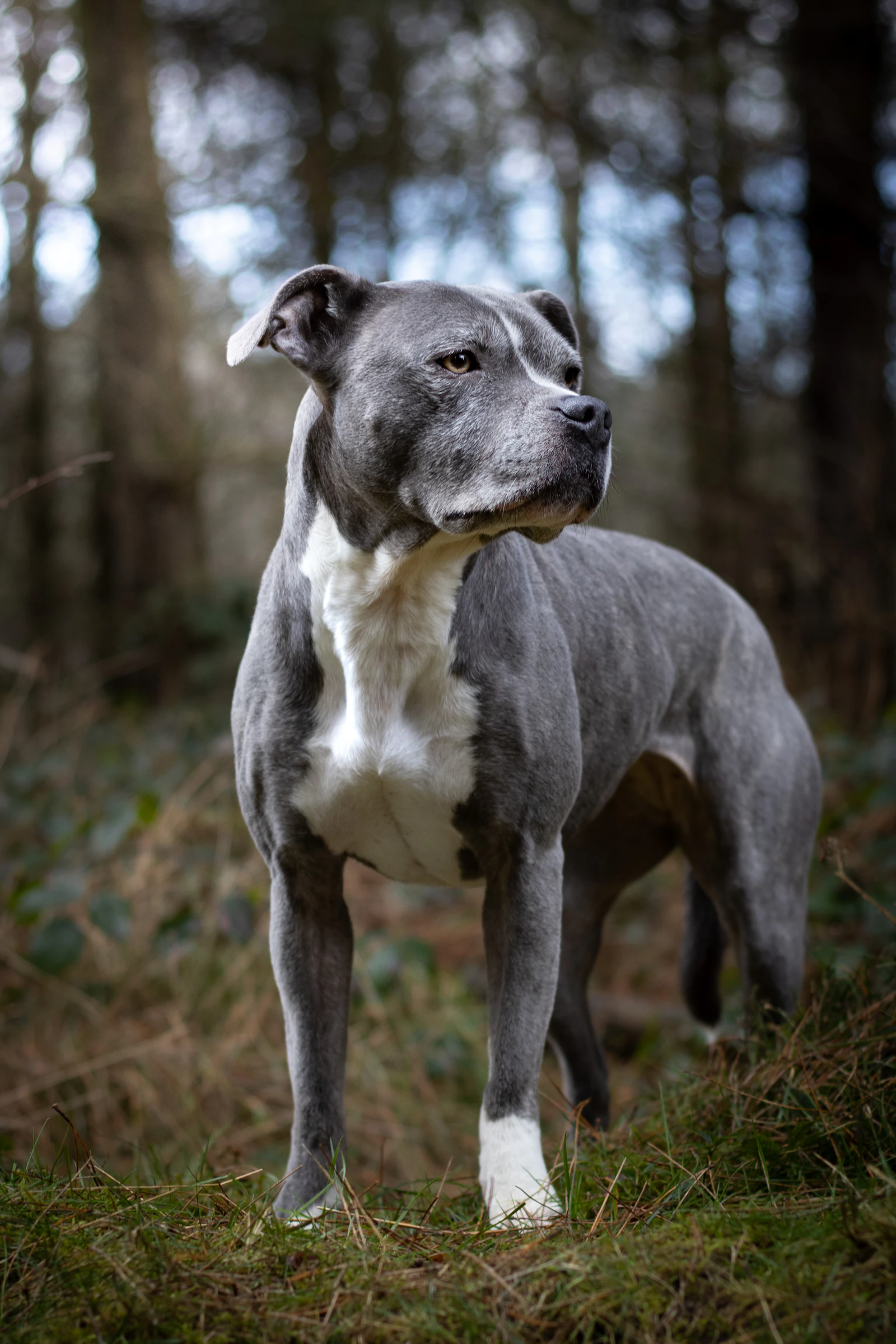 Grey and white Staffordshire Bull Terrier standing in woodland, photo by Amy Starr on Unsplash
