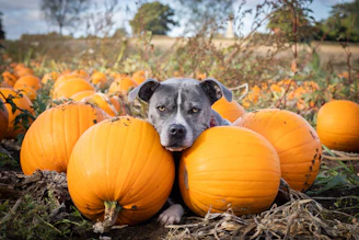 a dog laying on top of a pile of pumpkins