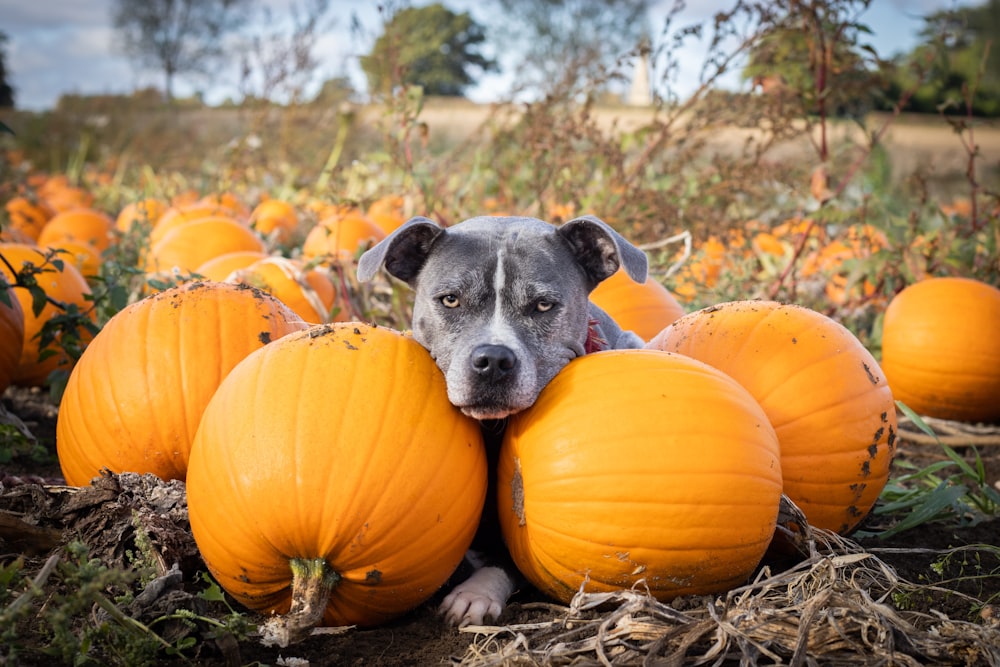 a dog laying on top of a pile of pumpkins
