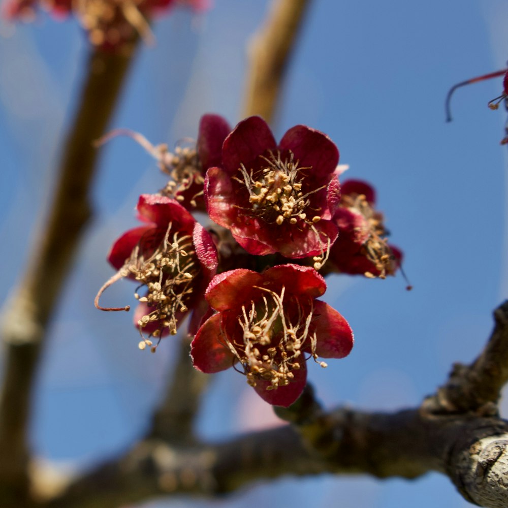 a close up of a flower on a tree