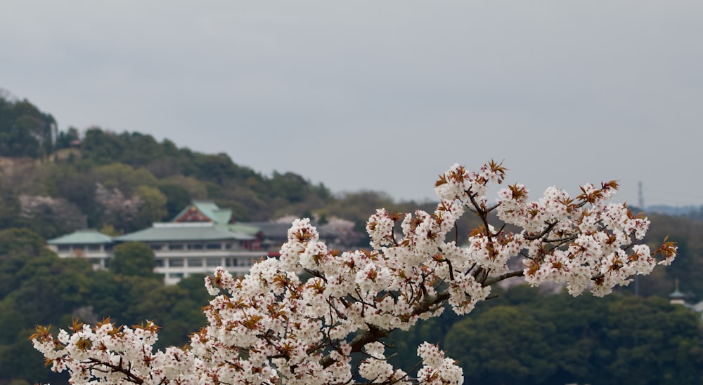 a tree with white flowers in front of a building