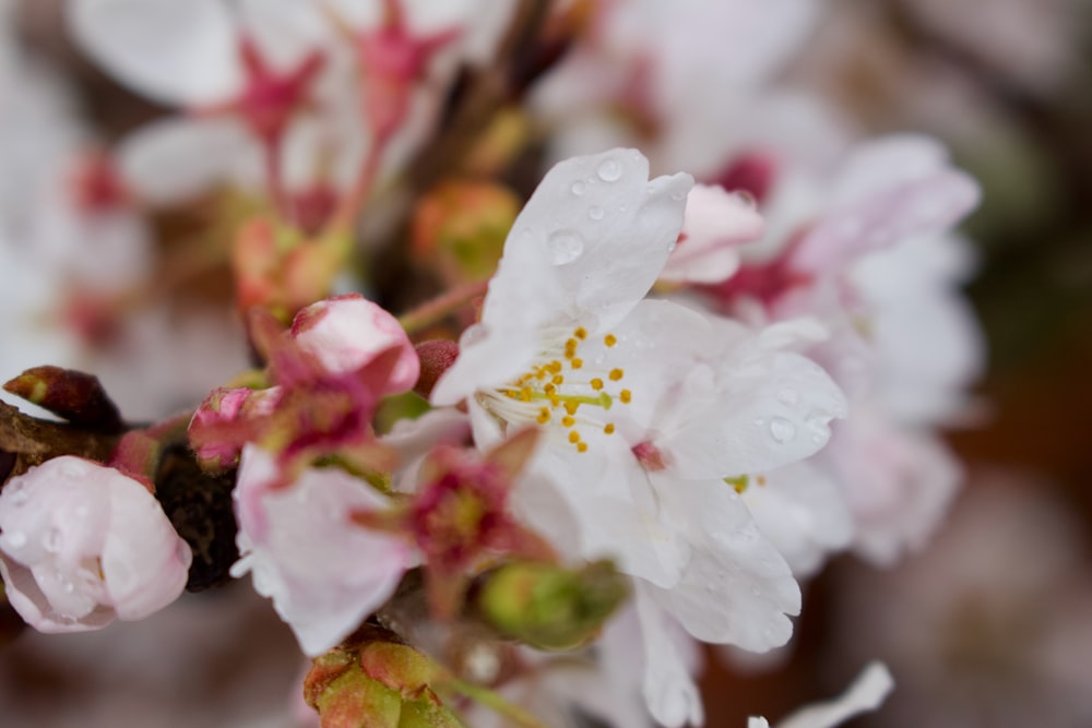 a close up of a flower with drops of water on it