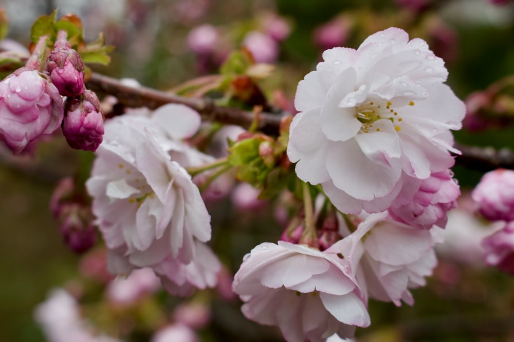 a close up of some pink flowers on a tree