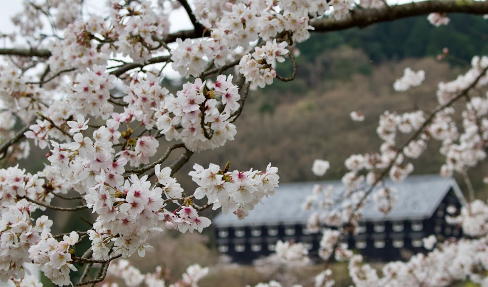 a tree with white flowers in front of a house