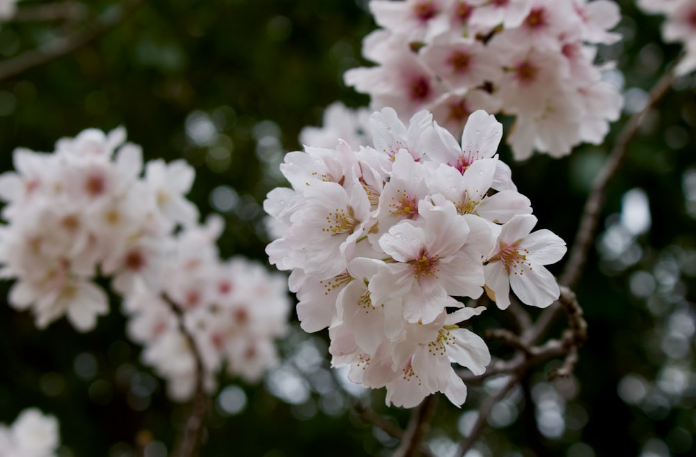 a bunch of flowers that are on a tree