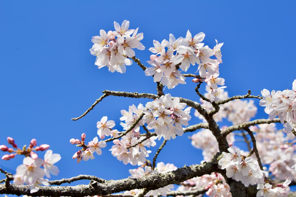 a tree with white flowers and a blue sky in the background