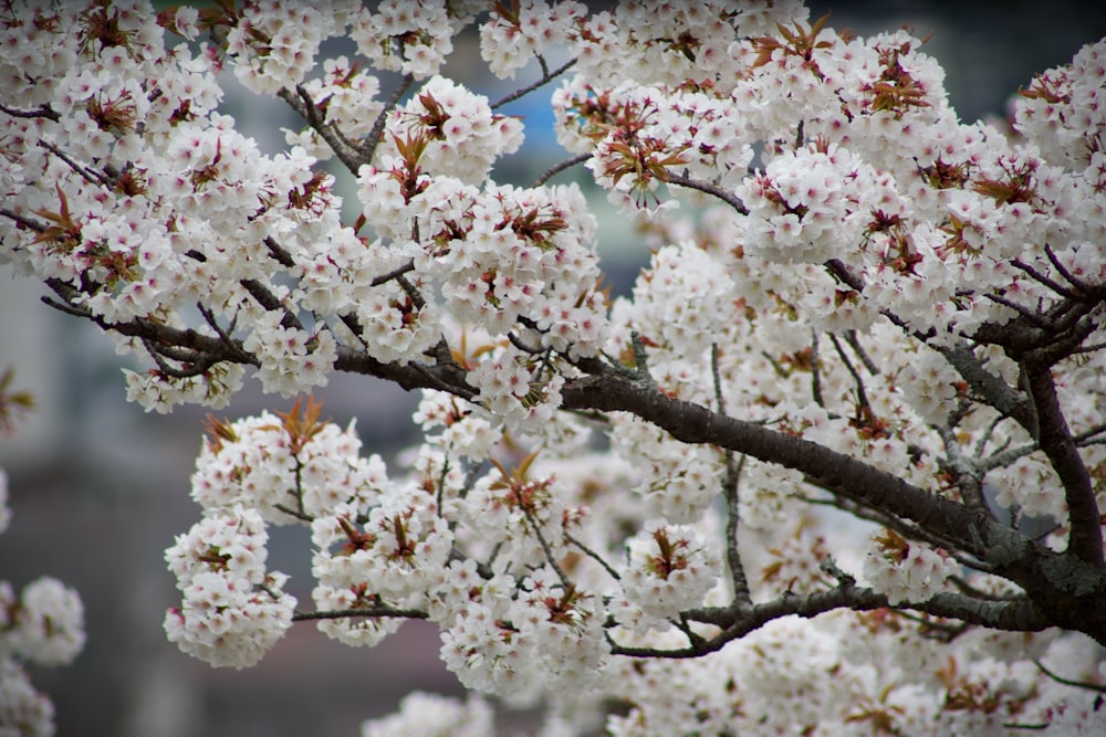 a tree filled with lots of white flowers