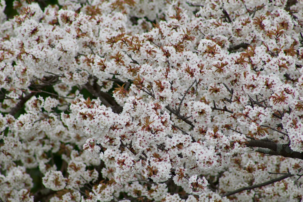 a bird sitting on a branch of a blossoming tree