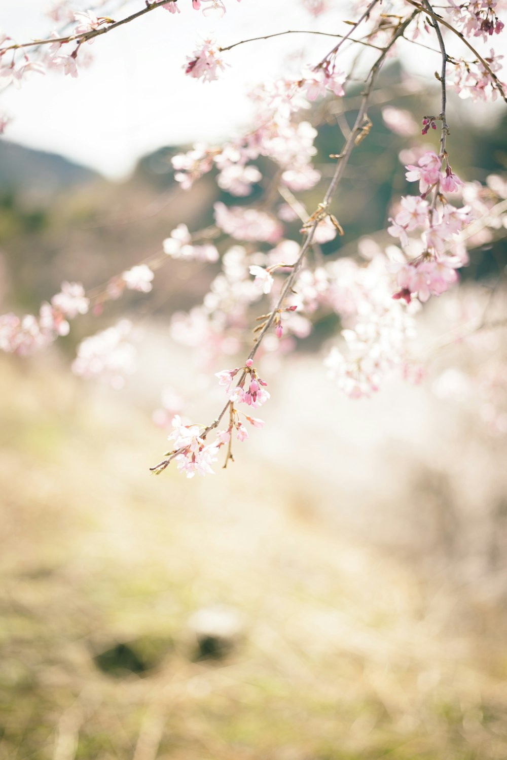 um grupo de flores cor-de-rosa em um galho de árvore