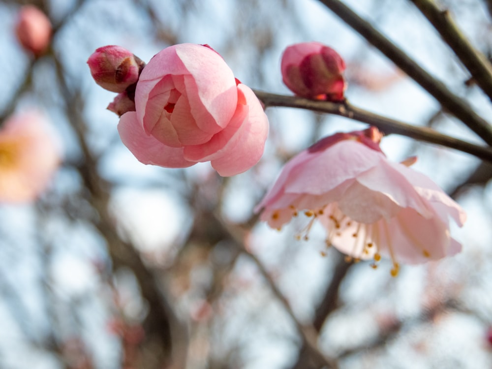 a close up of some pink flowers on a tree