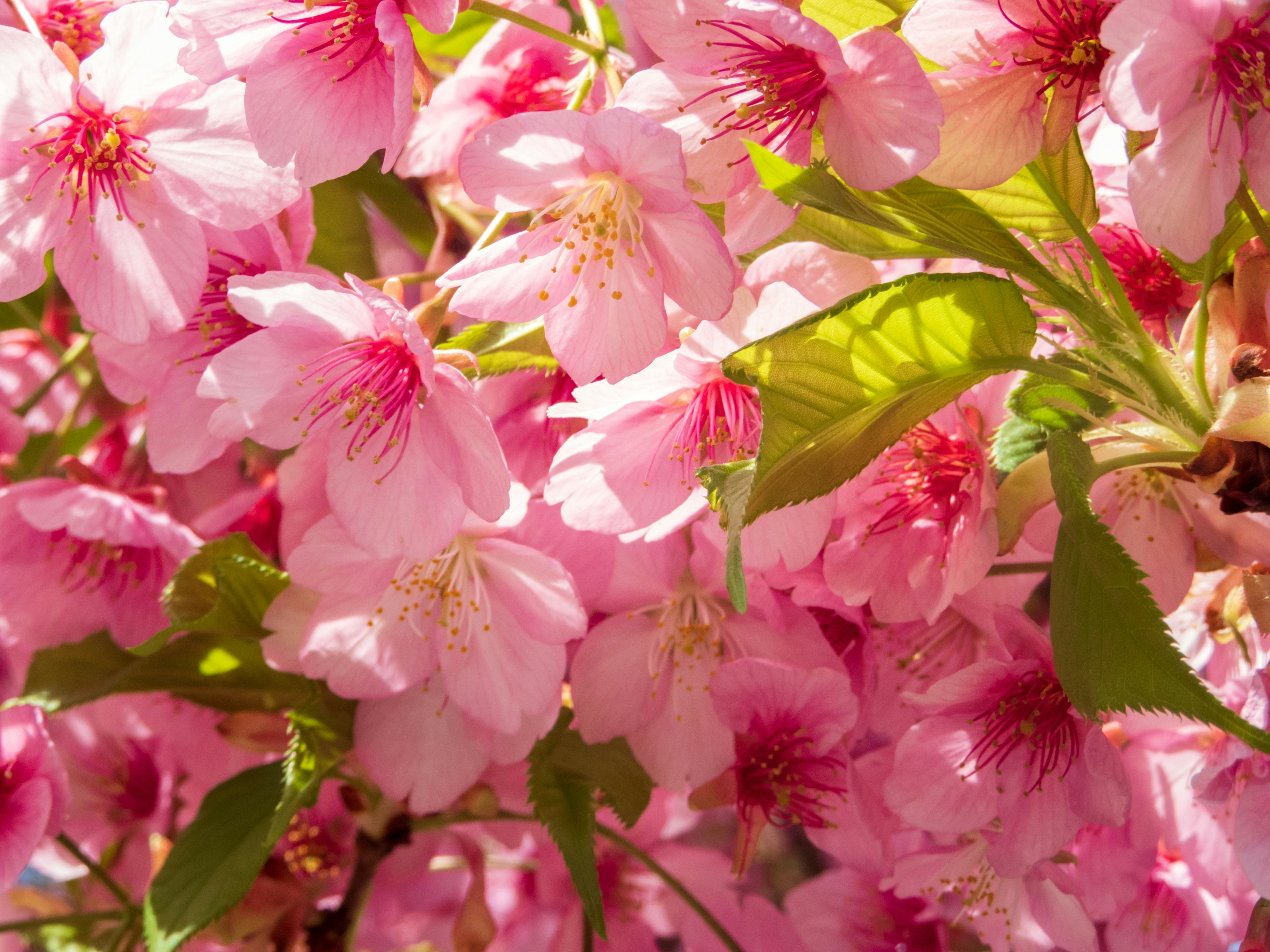 Photo by heppoko_yama