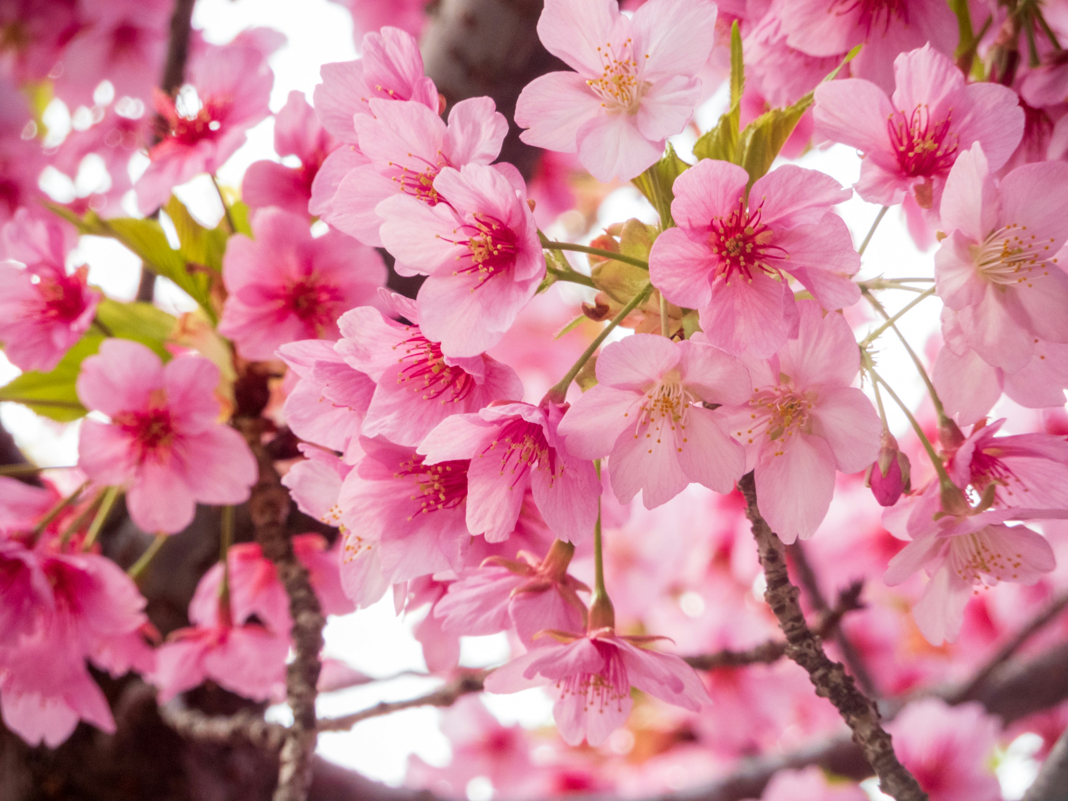 Photo by heppoko_yama