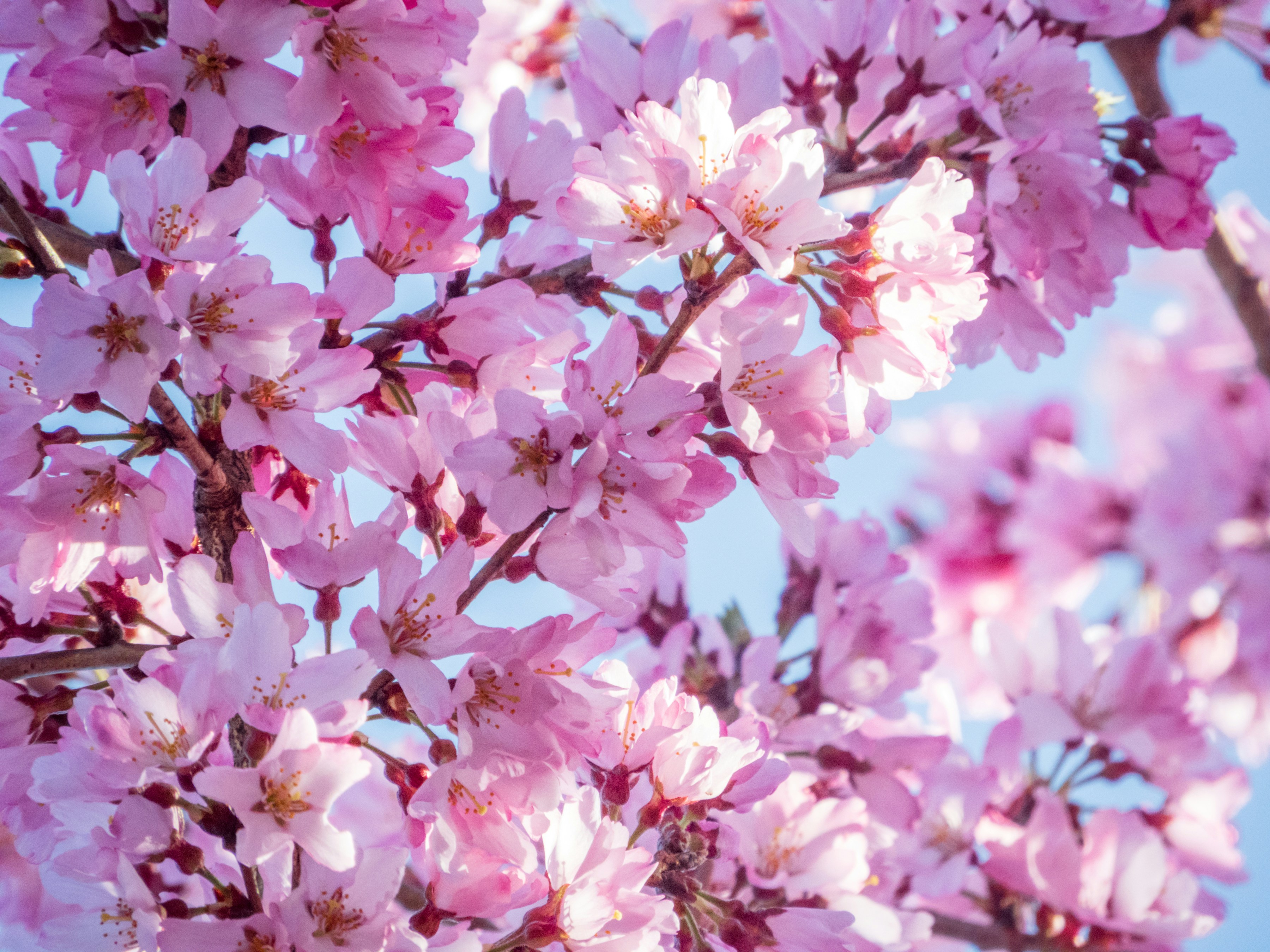 Photo by heppoko_yama