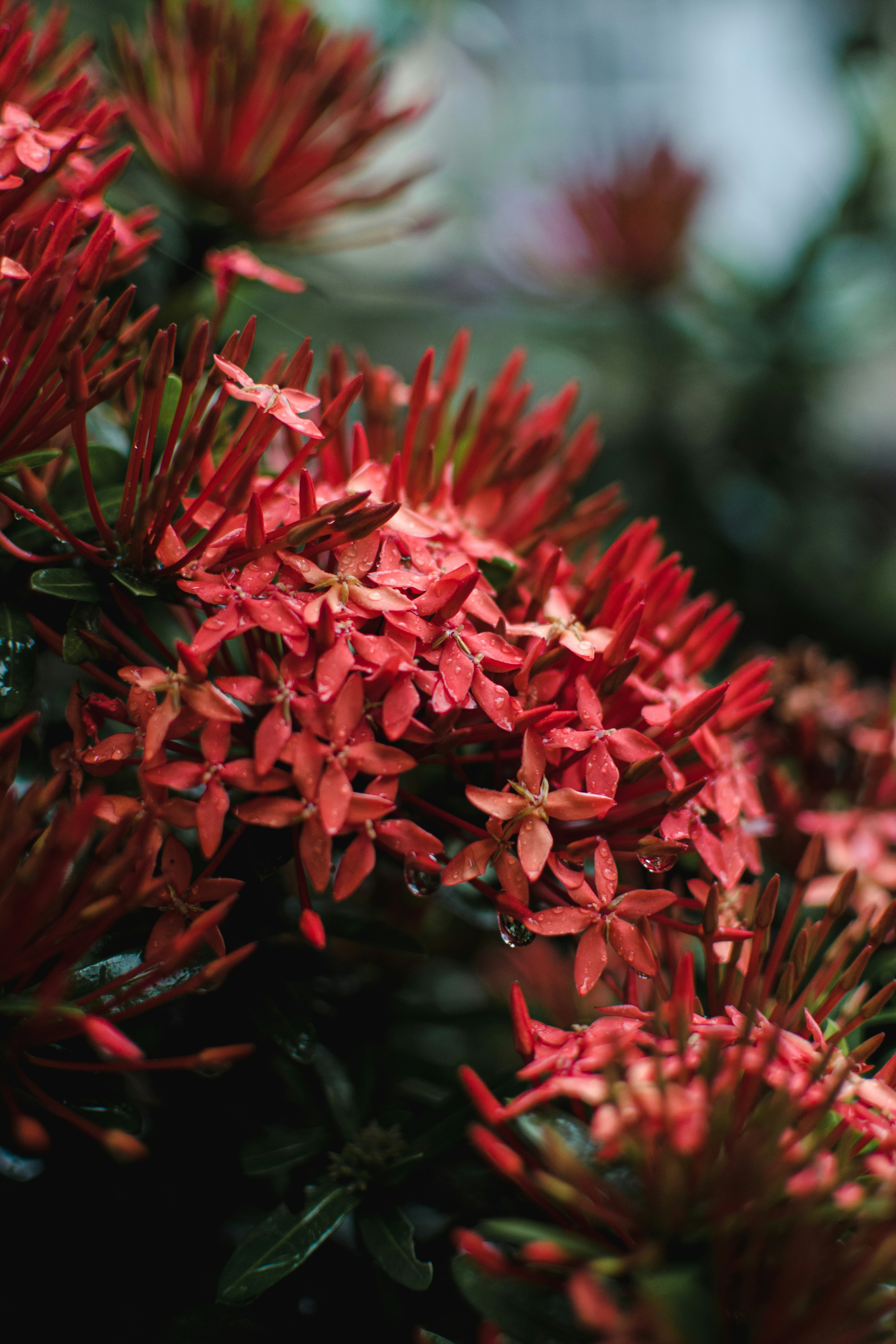 Photo by kabutmanja