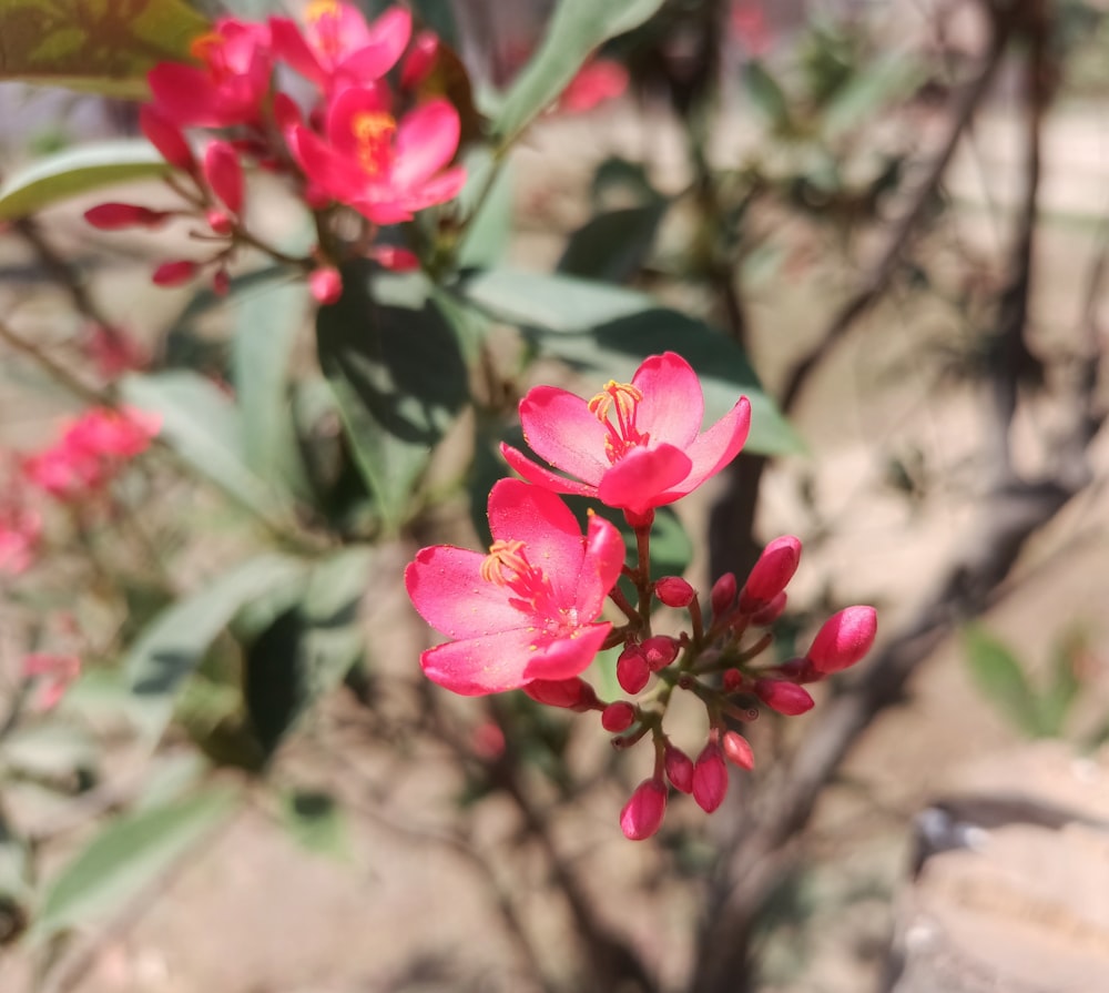 a close up of a pink flower with green leaves