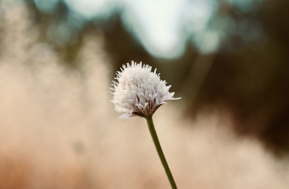 a white flower with a blurry background