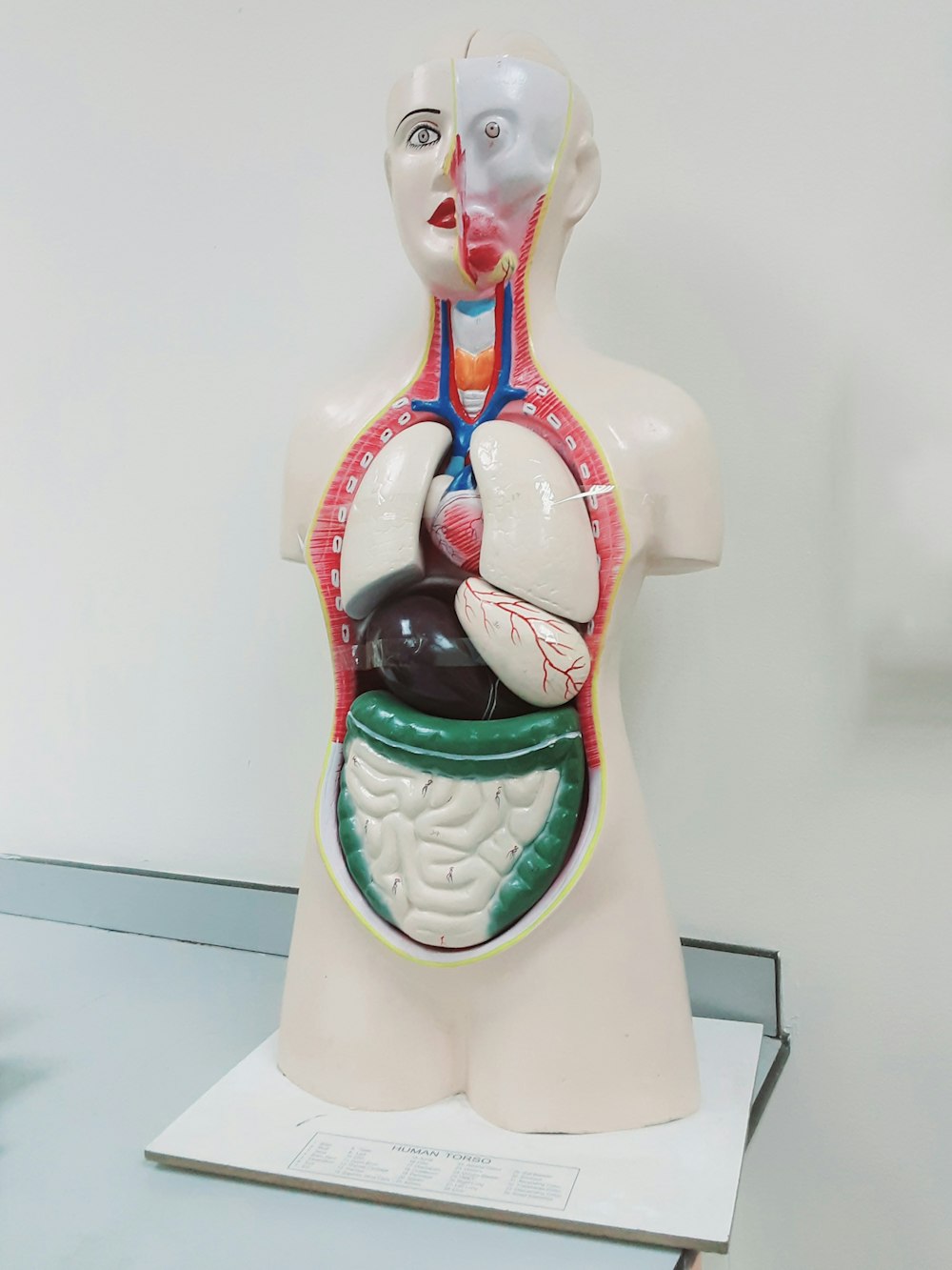 a model of a human torso with a model of a human torso