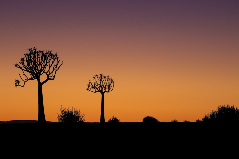 a couple of trees that are standing in the grass