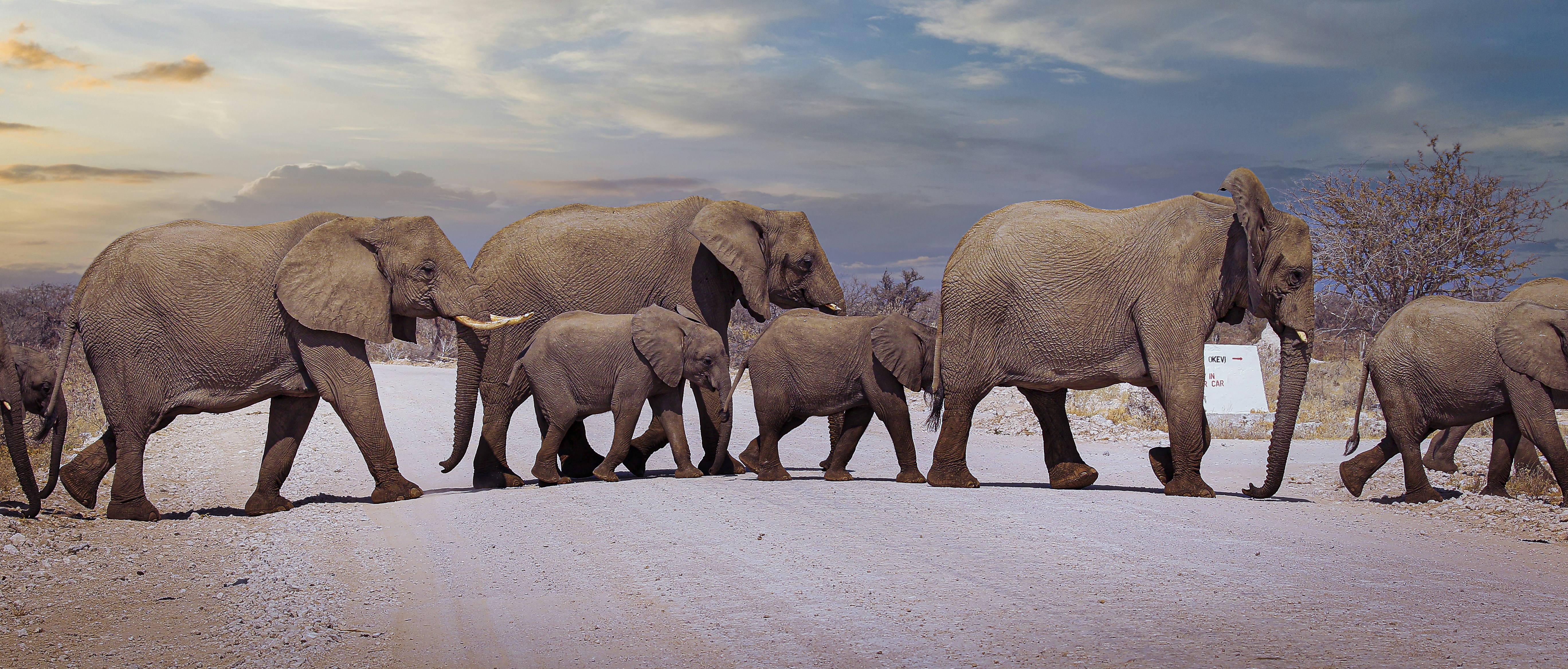a herd of elephants walking across a dirt road