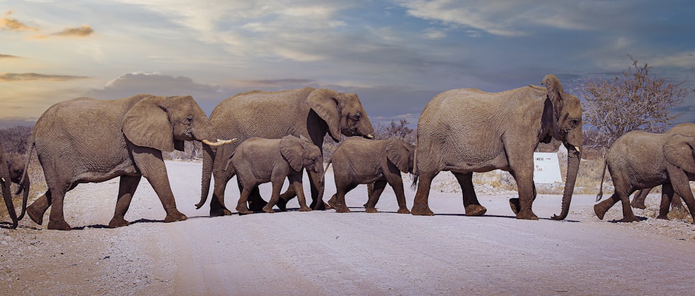 Una manada de elefantes caminando por un camino de tierra