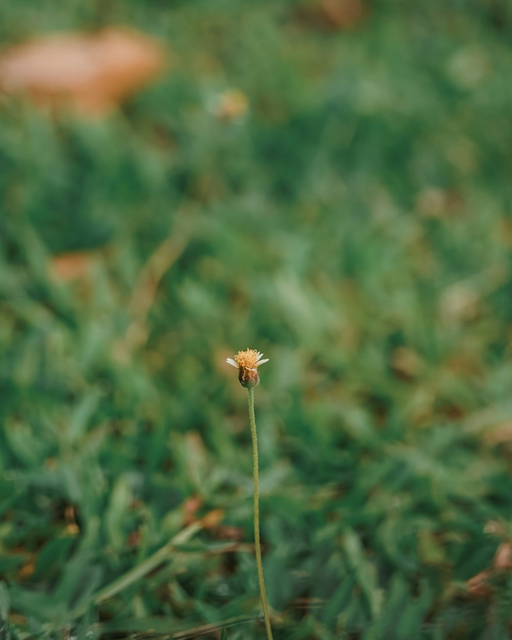 un piccolo fiore giallo seduto in cima a un campo verde lussureggiante