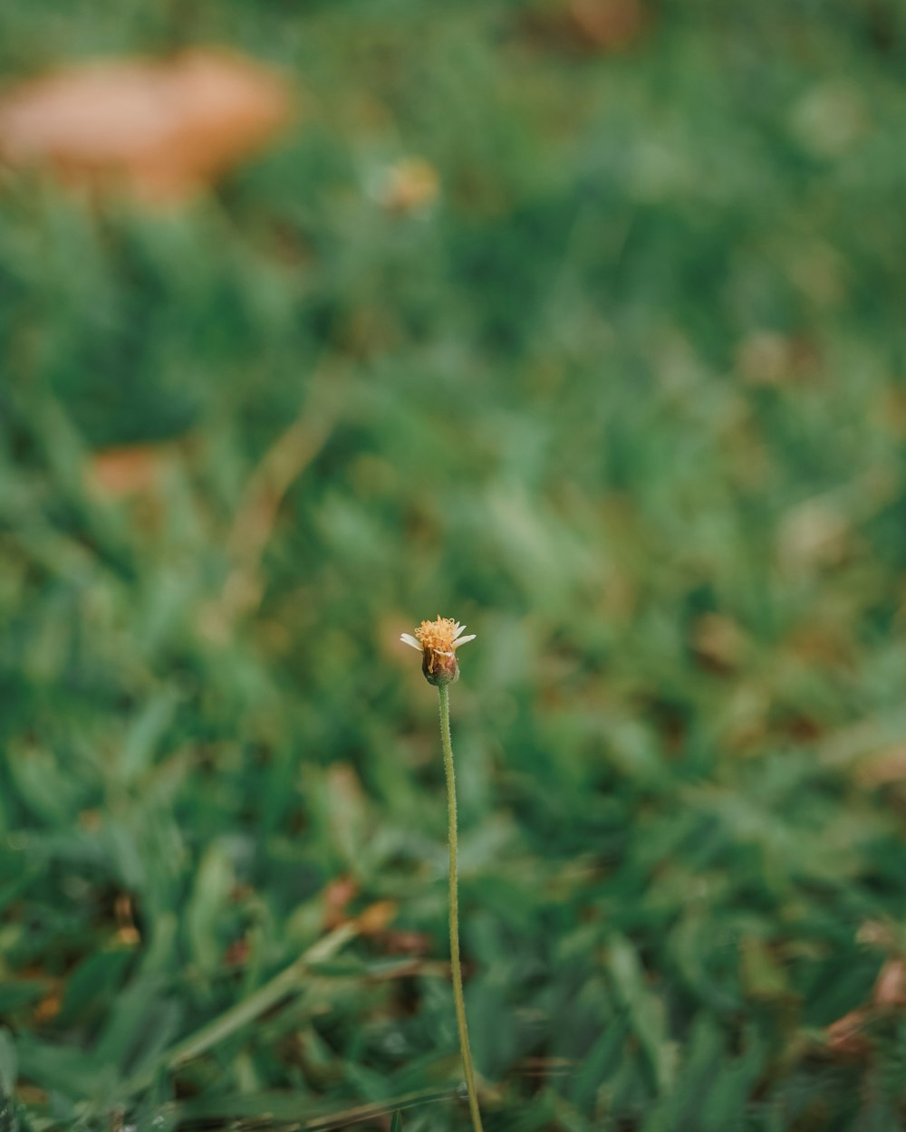 a small yellow flower sitting on top of a lush green field