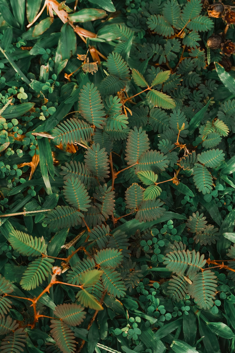 a close up of a bunch of green plants