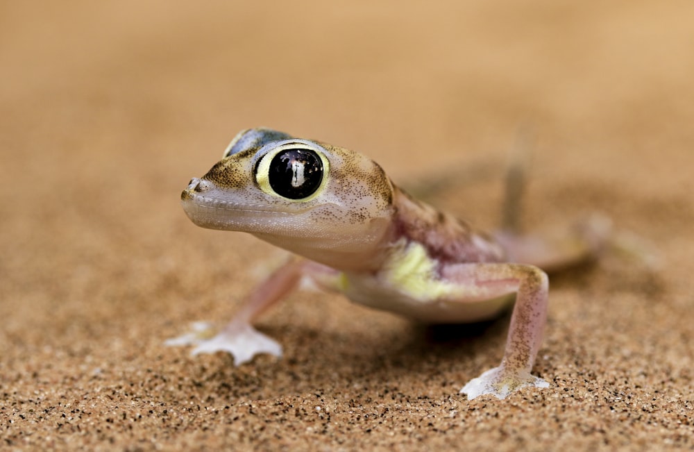 a small lizard with a black eye sitting on the ground