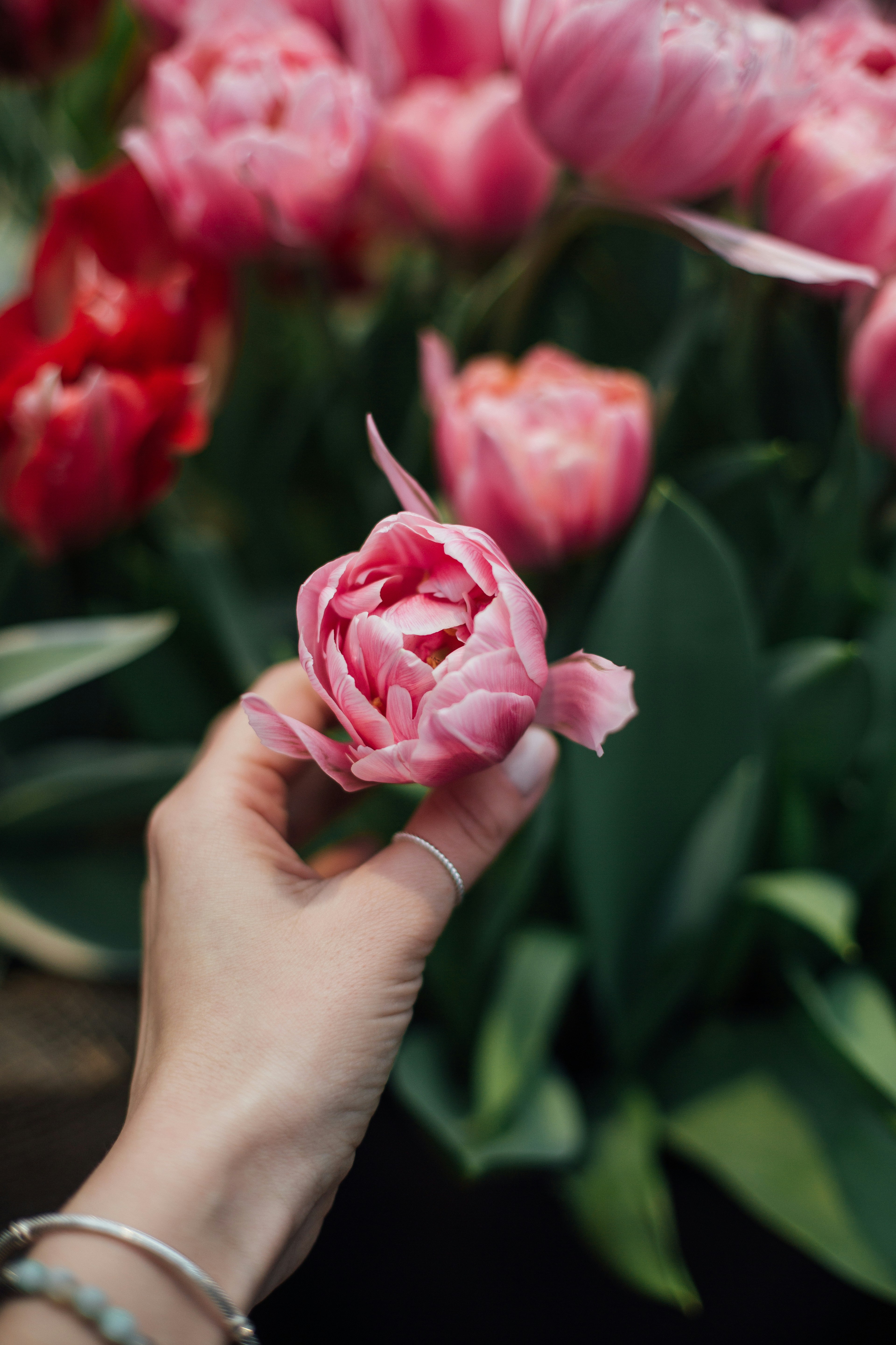 a person holding a pink flower in their hand