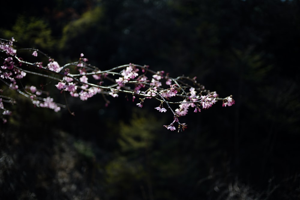 a branch of a tree with pink flowers