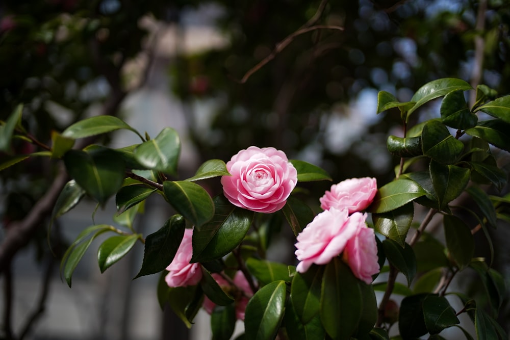 a pink flower blooming on a tree branch