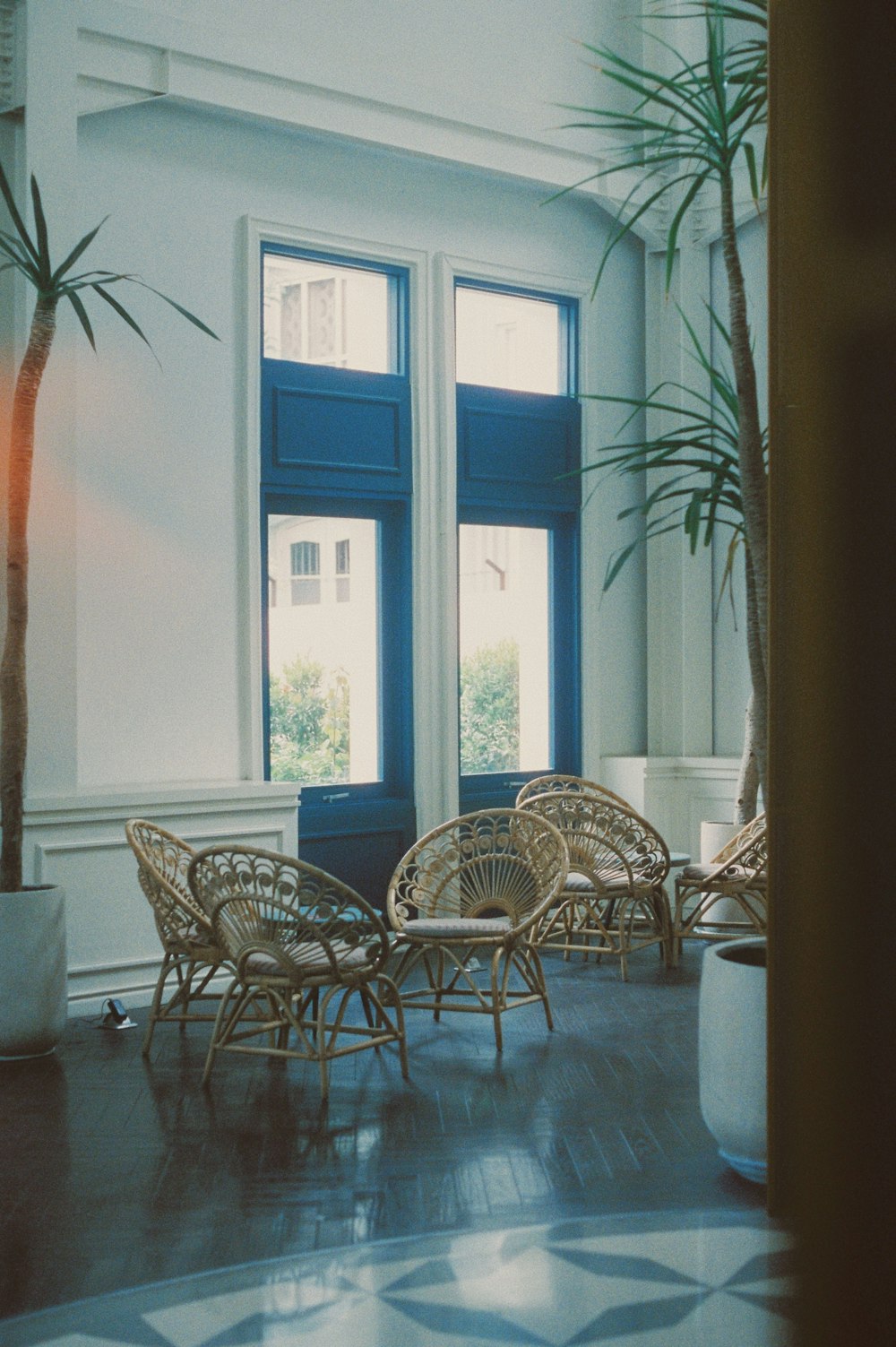 a room with chairs and a potted plant